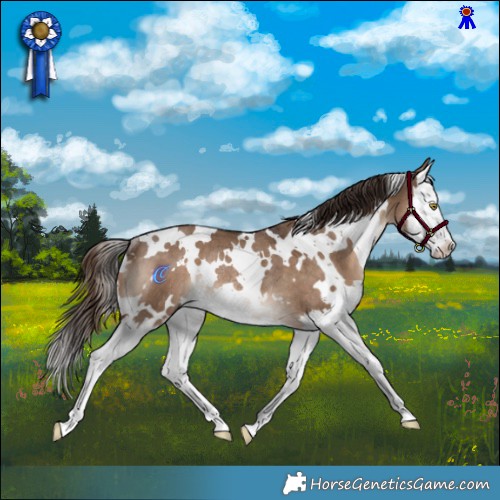Horse Color:White Spotted Liver Red Dun Splash Rabicano 