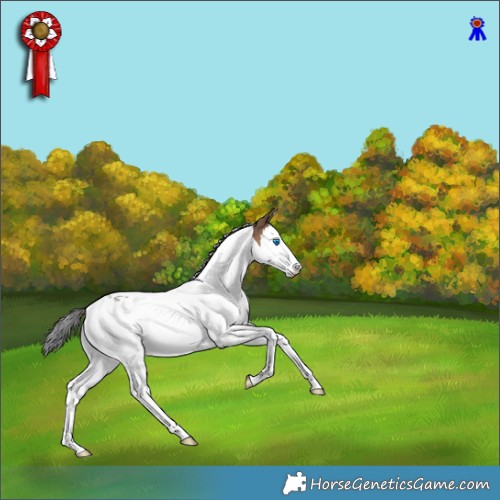 Horse Color:White Spotted Brown Dun Splash Tobiano Appaloosa Rabicano 