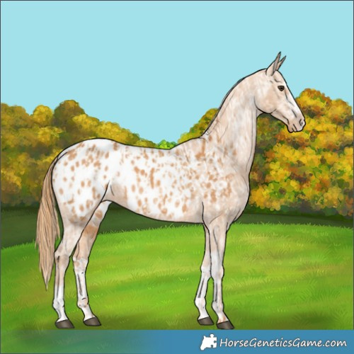 Horse Color:Red Dun Near Leopard  and Chestnut Near Leopard 