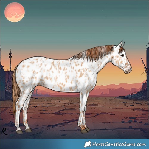 Horse Color:Red Dun Appaloosa  and Red Dun Appaloosa 