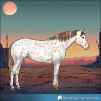 Horse Color:Red Dun Appaloosa  and Red Dun Appaloosa 