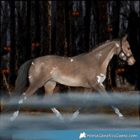 Horse Color:White Spotted Brown Dun Tobiano Appaloosa Rabicano