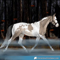 Horse Color:Bay Dun Splash Tobiano Blanket Rabicano 