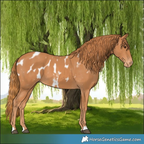 Horse Color:Chestnut Appaloosa 