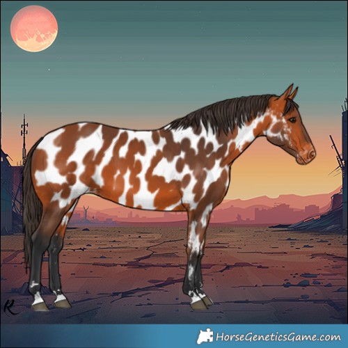 Horse Color:Bay Appaloosa 