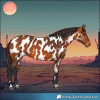Horse Color:Bay Appaloosa 