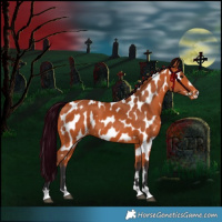 Horse Color:Bay Appaloosa 