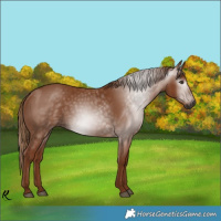 Horse Color:Gray Chestnut Rabicano 
