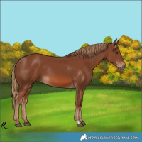 Horse Color:Chestnut Rabicano 