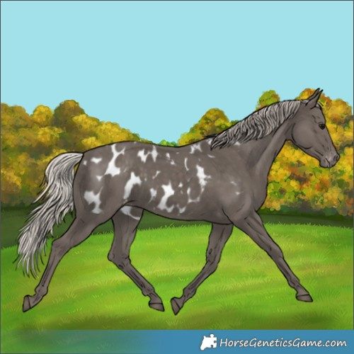 Horse Color:Silver Black Appaloosa