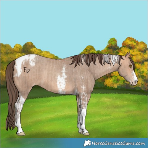 Horse Color:Amber Champagne Sabino Tobiano Appaloosa  and Amber Champagne Sabino Tobiano Appaloosa 