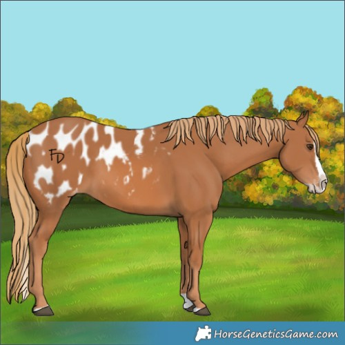 Horse Color:Chestnut Splash Appaloosa 