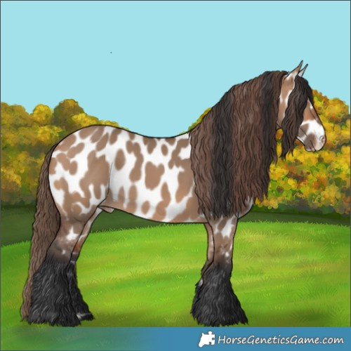 Horse Color:Bay Dun Appaloosa 