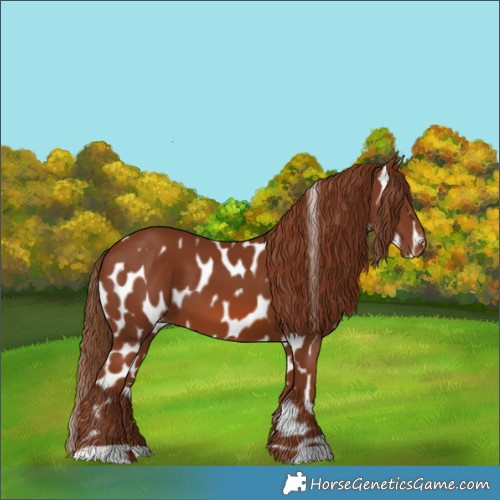 Horse Color:Chestnut Appaloosa 