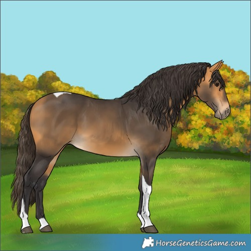 Horse Color:Buckskin Tobiano 