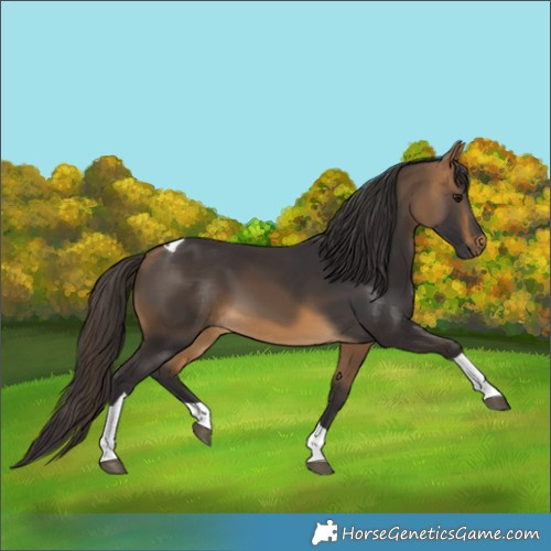 Horse Color:Buckskin Tobiano
