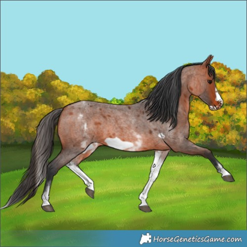 Horse Color:White Spotted Brown Roan Frame 