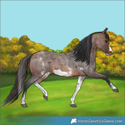 Horse Color:White Spotted Brown Roan Frame