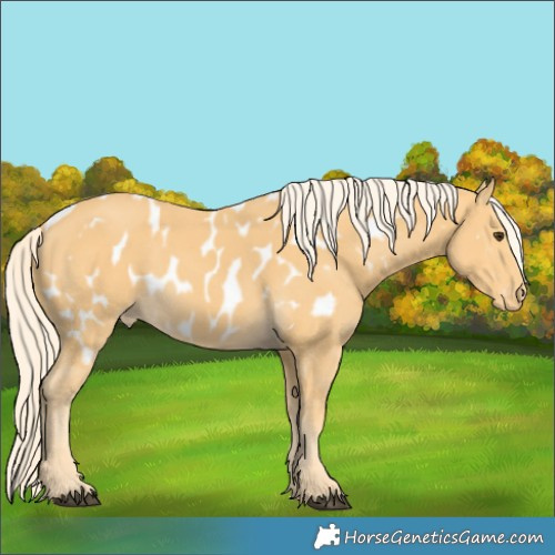 Horse Color:Palomino Appaloosa 