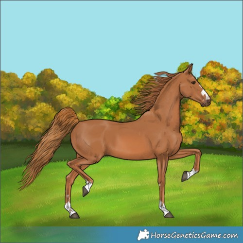 Horse Color:Chestnut 