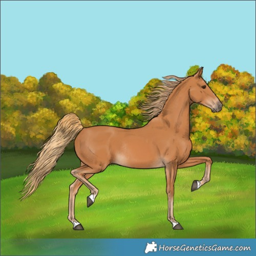Horse Color:Chestnut Rabicano 
