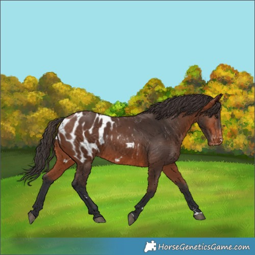 Horse Color:Bay Appaloosa