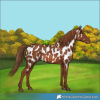 Horse Color:Chestnut Appaloosa 