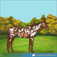 Horse Color:Chestnut Near Leopard