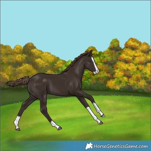 Horse Color:Liver Chestnut Splash 