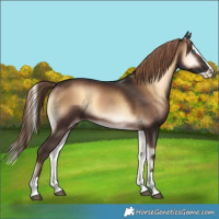 Horse Color:Liver Red Onyx Splash 