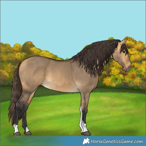 Horse Color:Buckskin Dun Tobiano 
