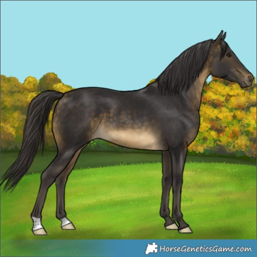 Horse Color:Buckskin