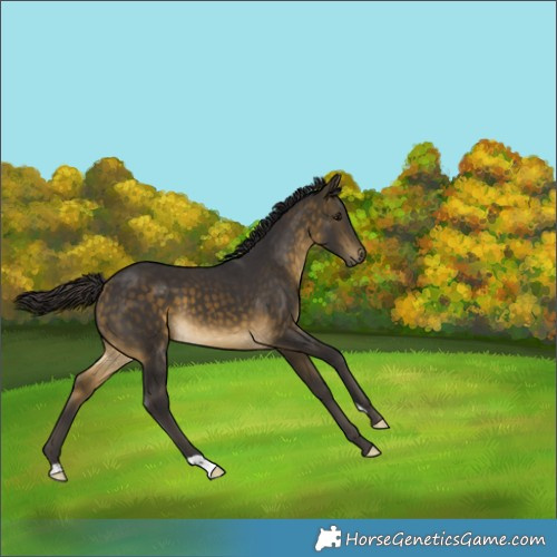 Horse Color:Buckskin 