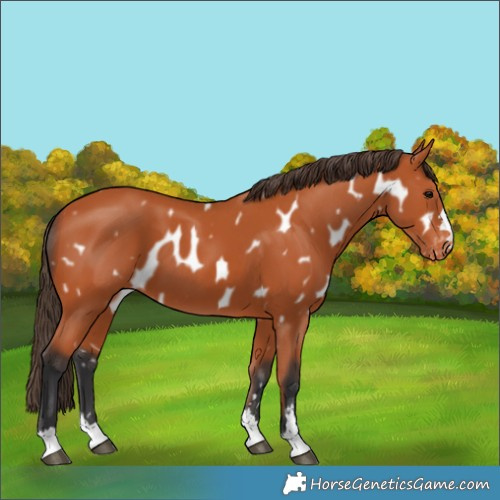 Horse Color:Bay Appaloosa