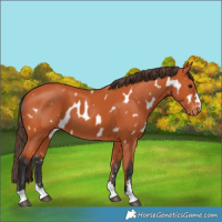 Horse Color:Bay Appaloosa