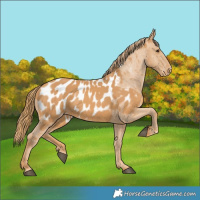 Horse Color:Chestnut Appaloosa 