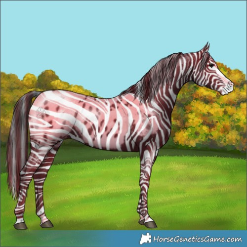 Horse Color:Black Splash Appaloosa 