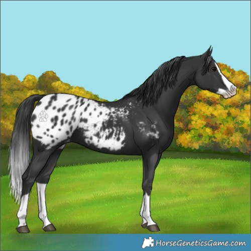 Horse Color:Black Splash Appaloosa 