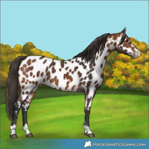 Horse Color:Bay Appaloosa 