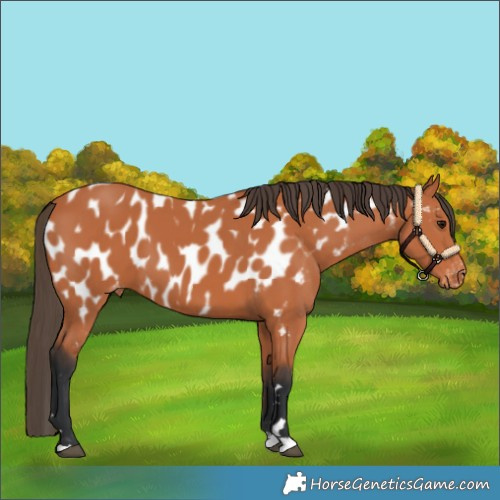 Horse Color:Bay Appaloosa 