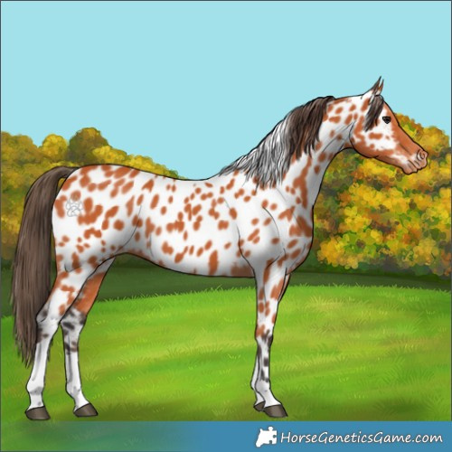 Horse Color:Bay Tobiano Near Leopard 