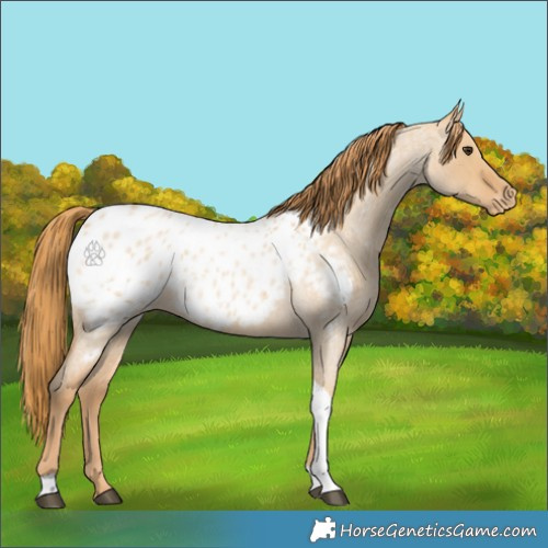 Horse Color:Red Dun Roan Tobiano Appaloosa 