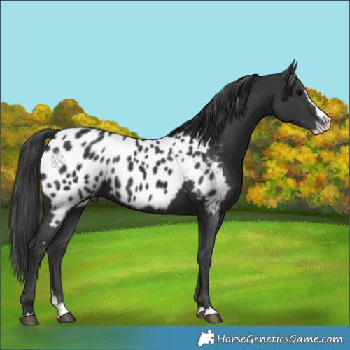 Horse Color:Black Splash Near Leopard 