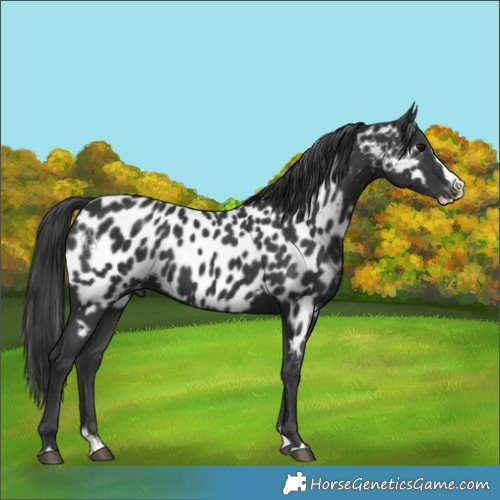 Horse Color:Black Splash Near Leopard 