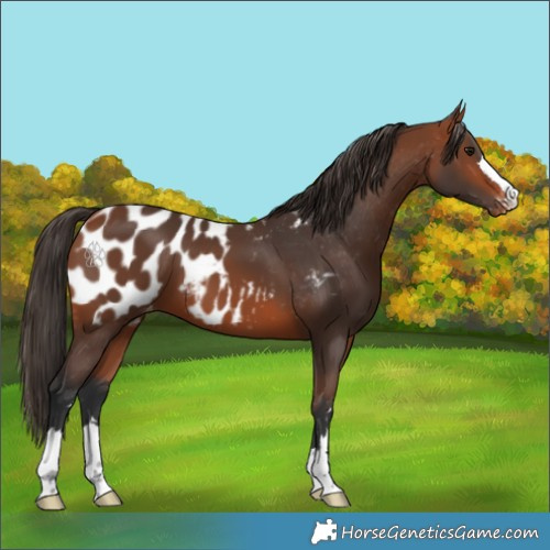 Horse Color:Bay Appaloosa 