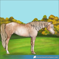 Horse Color:Gold Champagne Pearl Rabicano and Gray Gold Champagne Pearl Rabicano