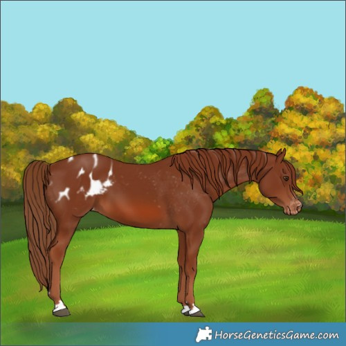 Horse Color:Chestnut Blanket 