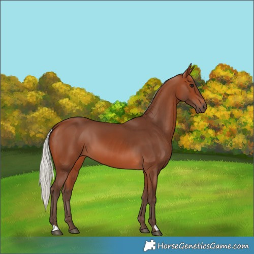 Horse Color:Silver Brown 
