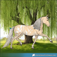 Horse Color:Palomino Near Leopard