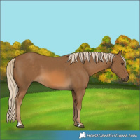 Horse Color:Chocolate Palomino 